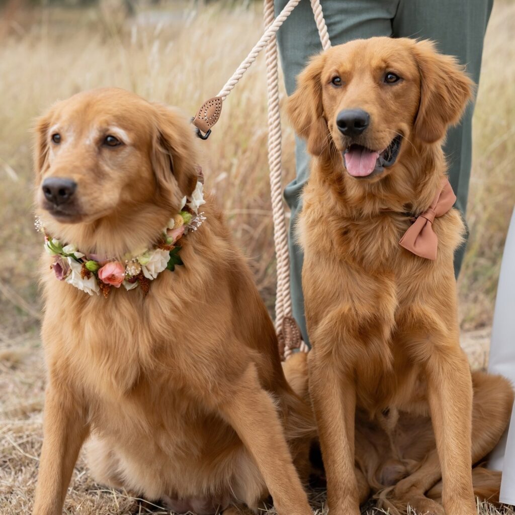 Dreaming of including your pets in your big day but not sure how to make it happen? That’s where wedding